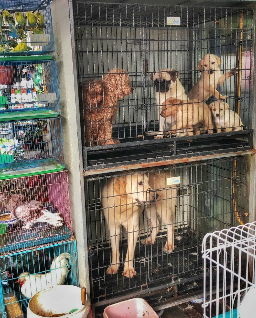 a group of dogs sitting inside of cages
