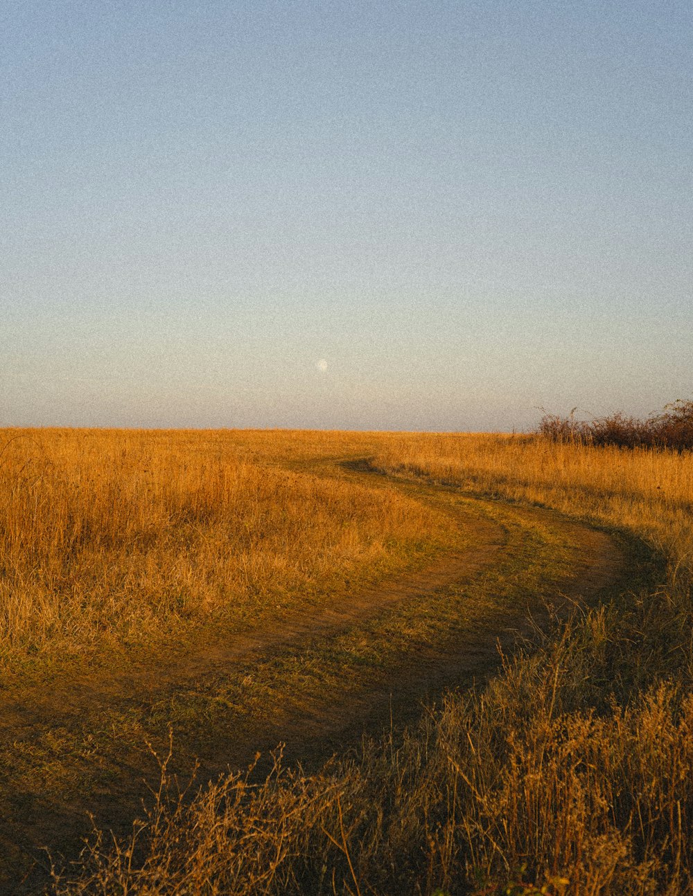 Un camino de tierra que atraviesa un campo de hierba seca