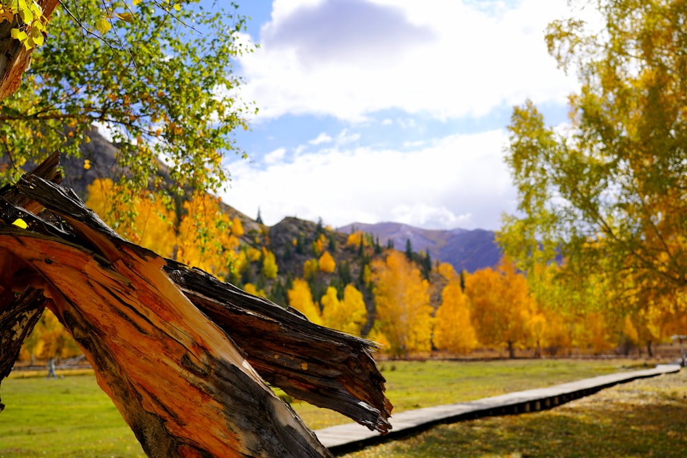 a fallen tree in a field with mountains in the background