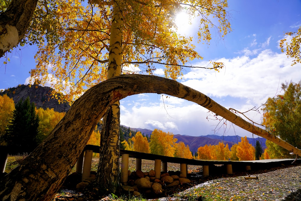 a large tree leaning over a wooden fence