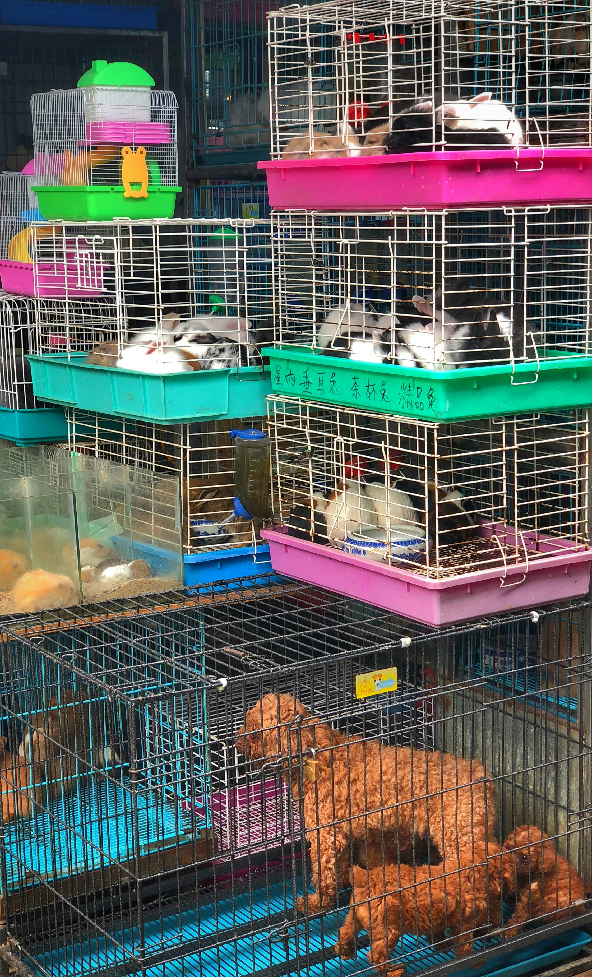 The Best Romantic Novels Featuring Pet Insurance for Exotic Animals