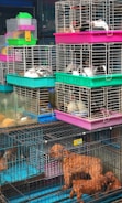 A variety of animals are inside stacked cages, including small dogs and rabbits. The cages are colorful, with prominent pink, green, and blue hues. The animals are mostly lying down and the setup resembles a market or pet shop environment.
