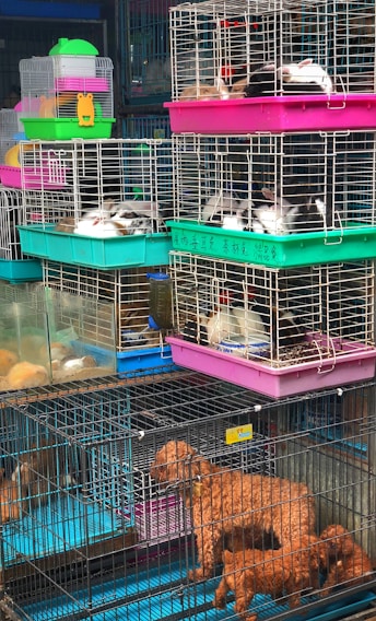 A variety of animals are inside stacked cages, including small dogs and rabbits. The cages are colorful, with prominent pink, green, and blue hues. The animals are mostly lying down and the setup resembles a market or pet shop environment.