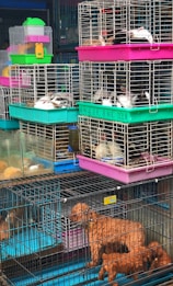 A variety of animals are inside stacked cages, including small dogs and rabbits. The cages are colorful, with prominent pink, green, and blue hues. The animals are mostly lying down and the setup resembles a market or pet shop environment.