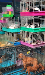 A variety of animals are inside stacked cages, including small dogs and rabbits. The cages are colorful, with prominent pink, green, and blue hues. The animals are mostly lying down and the setup resembles a market or pet shop environment.