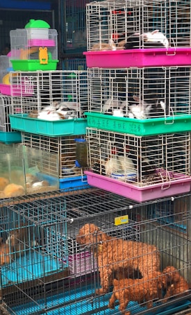 A variety of animals are inside stacked cages, including small dogs and rabbits. The cages are colorful, with prominent pink, green, and blue hues. The animals are mostly lying down and the setup resembles a market or pet shop environment.