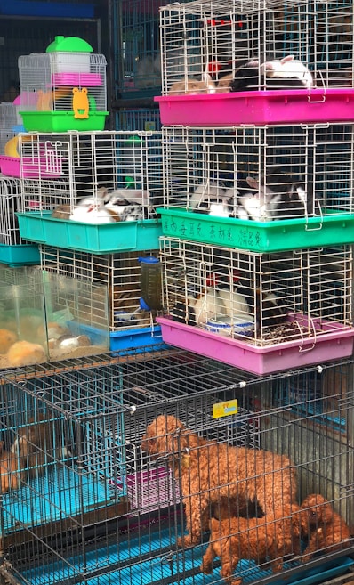 A variety of animals are inside stacked cages, including small dogs and rabbits. The cages are colorful, with prominent pink, green, and blue hues. The animals are mostly lying down and the setup resembles a market or pet shop environment.