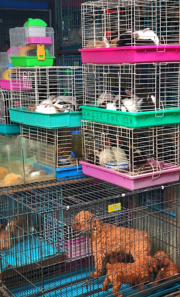 Eco-Friendly Pet Supplies Online Store