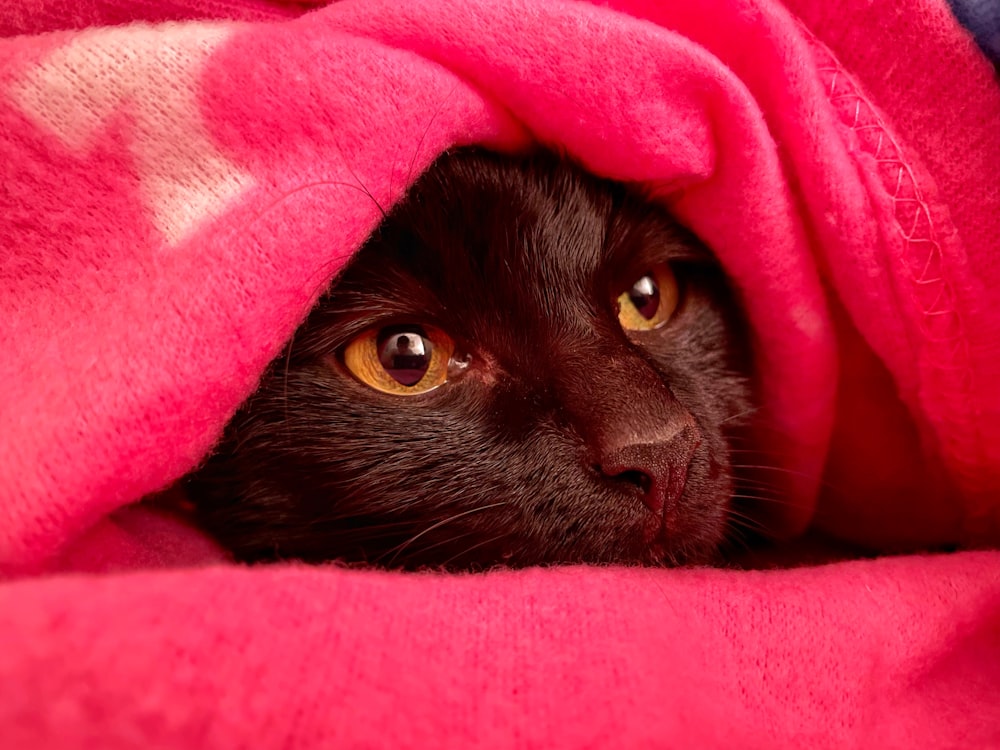 Un gatto nero che fa capolino da sotto una coperta rosa
