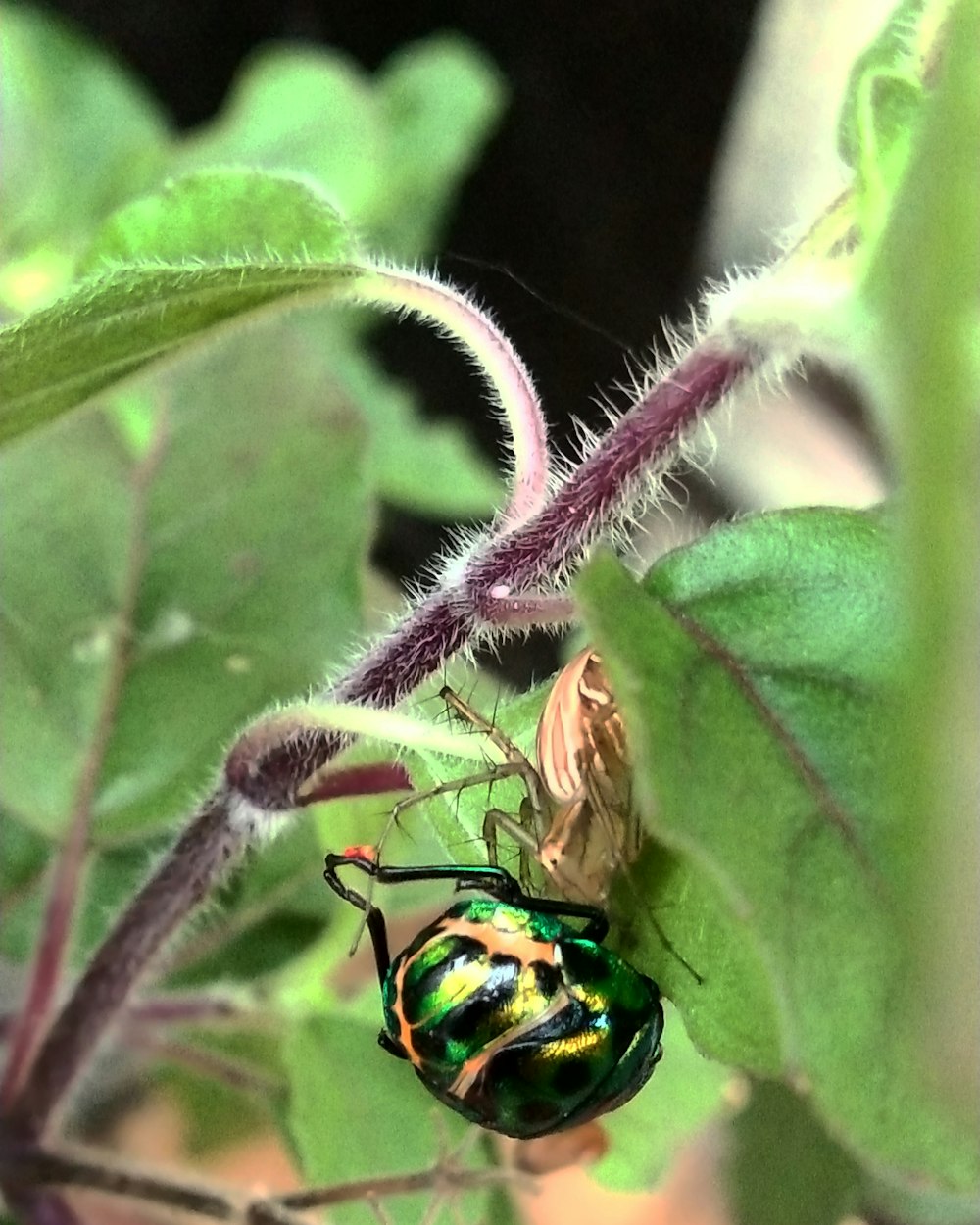 Un primer plano de un insecto en una planta