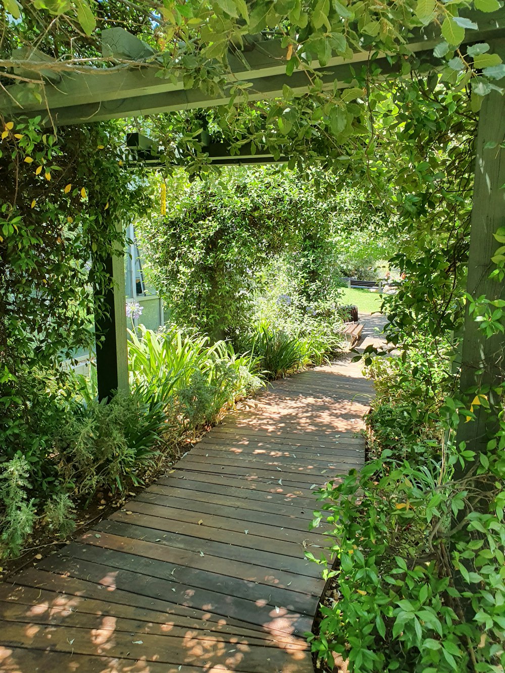 a wooden walkway surrounded by greenery and trees