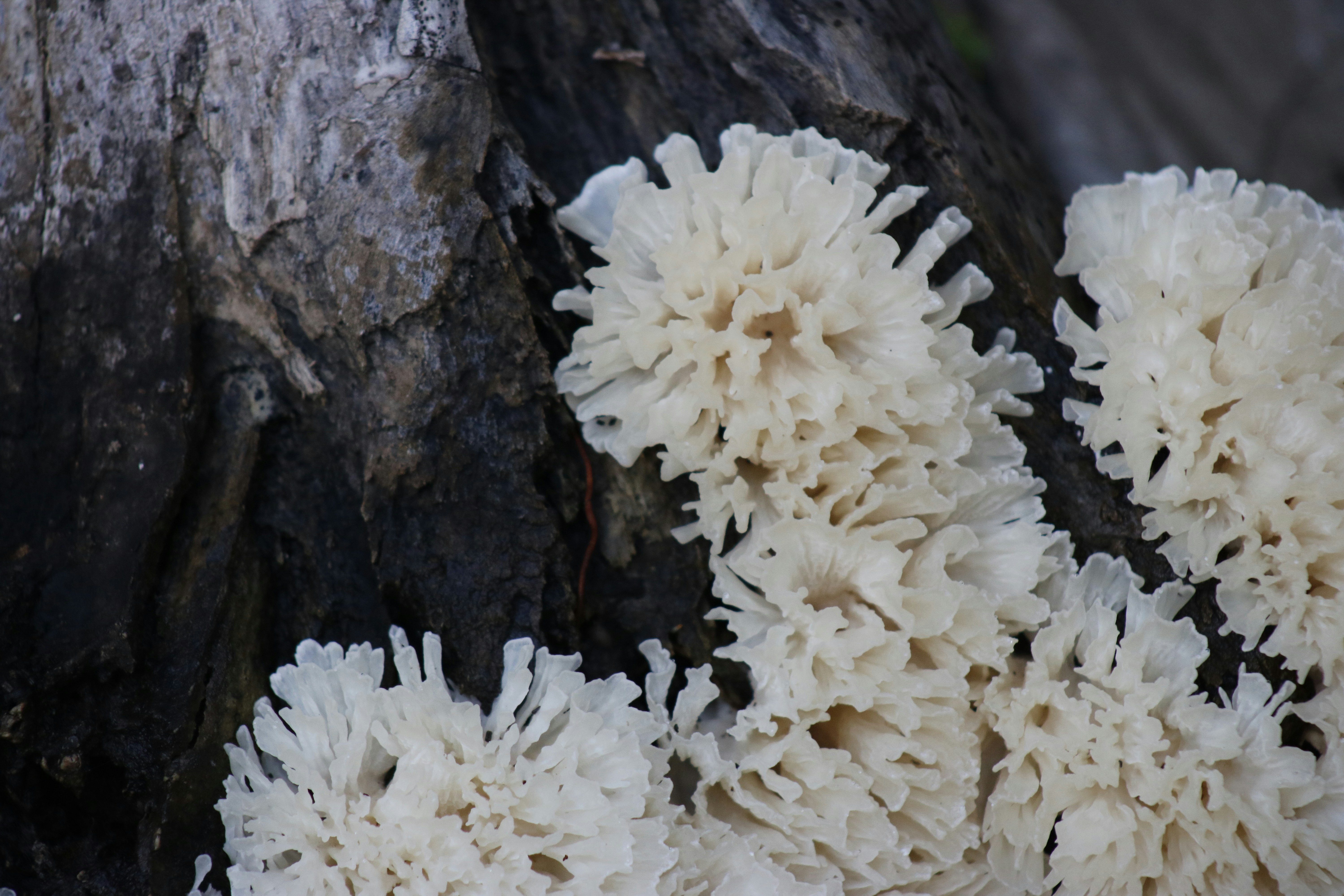 a close up of a bunch of white flowers on a tree