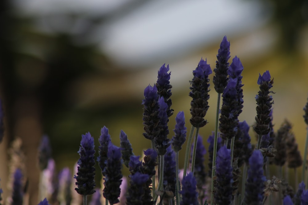 a bunch of lavender flowers in a field