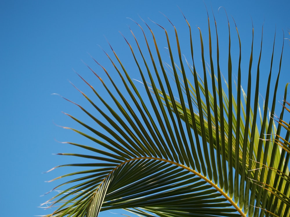 a close up of a palm leaf against a blue sky