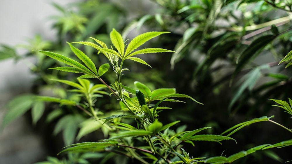 Un primer plano de una planta verde con hojas