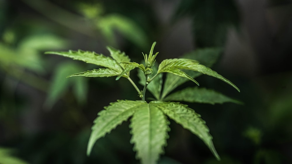 a close up of a green leafy plant