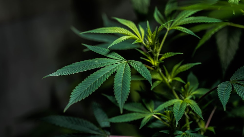 a close up of a plant with green leaves