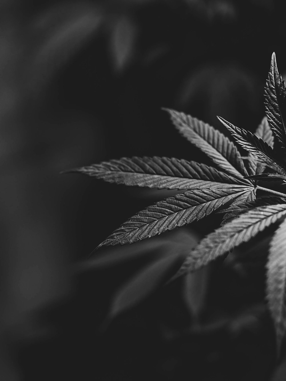 a black and white photo of a marijuana plant
