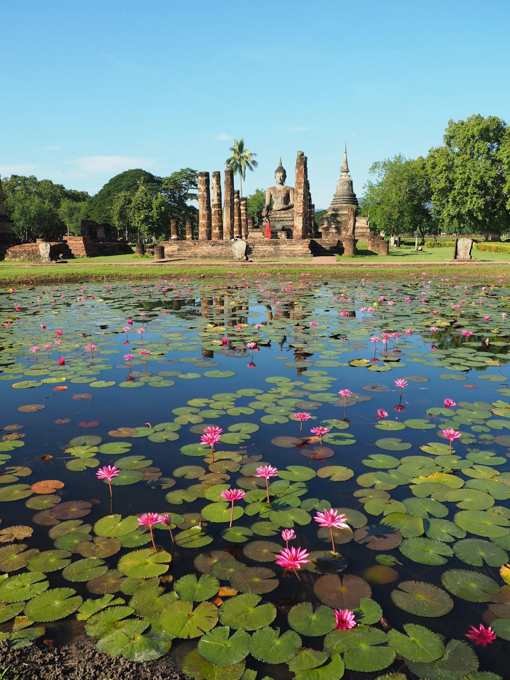 a pond filled with lots of water lilies