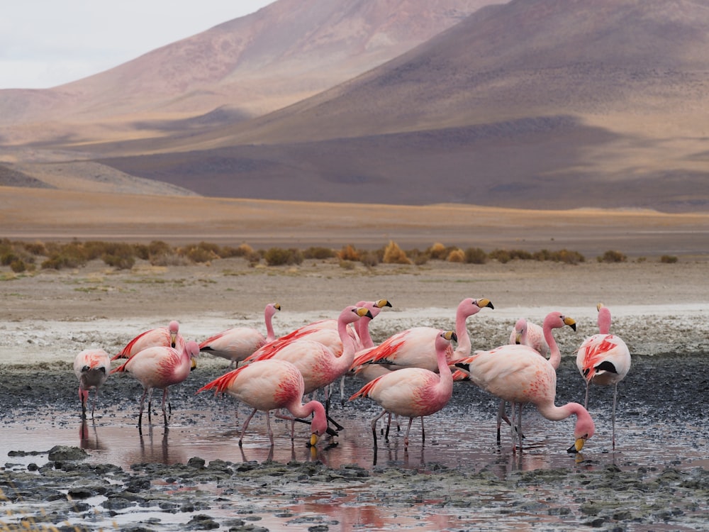 a group of flamingos are standing in the water