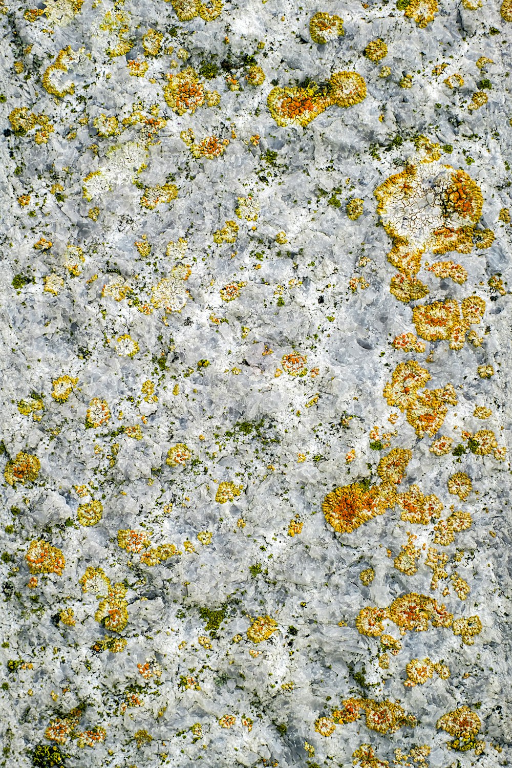 a close up of a rock with yellow and green moss growing on it