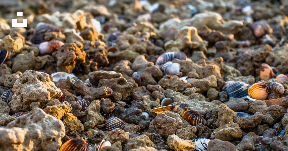 Shells In Rocks A bunch of shells that are on some rocks photo – Free Animal Image on ...