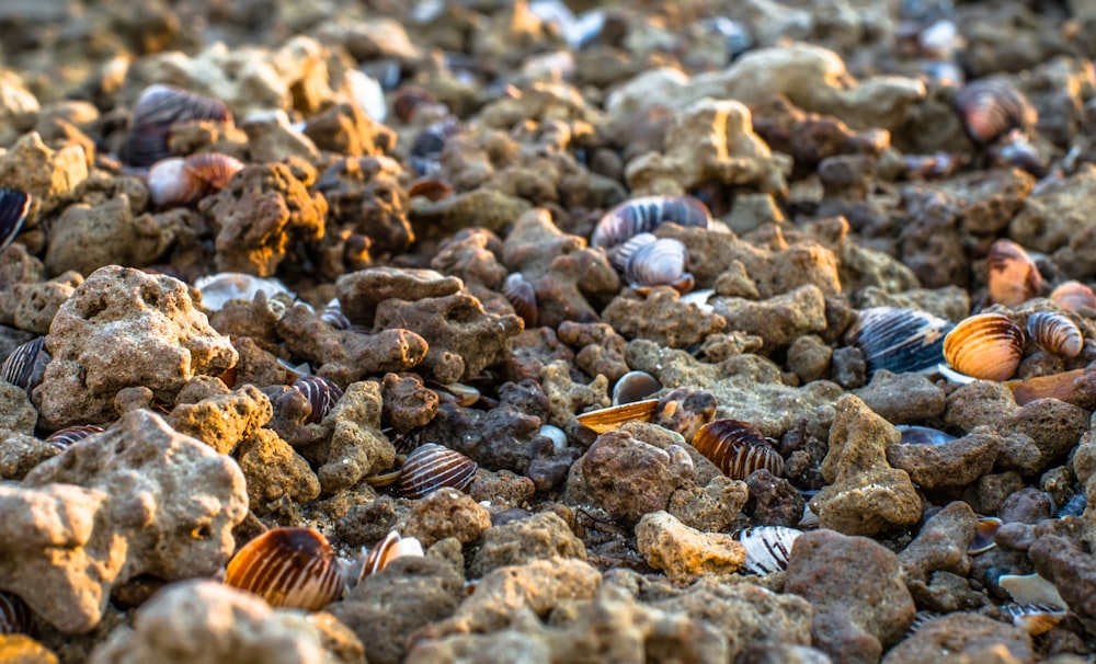 a bunch of shells that are on some rocks