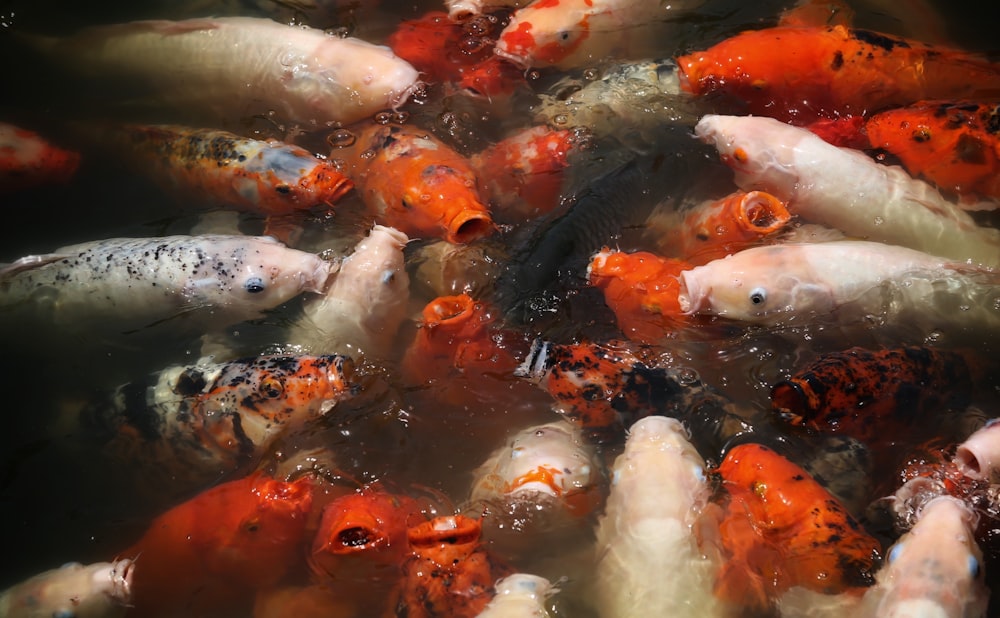 a group of fish swimming in a pond