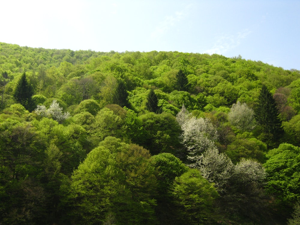 una lussureggiante collina verde coperta da un sacco di alberi