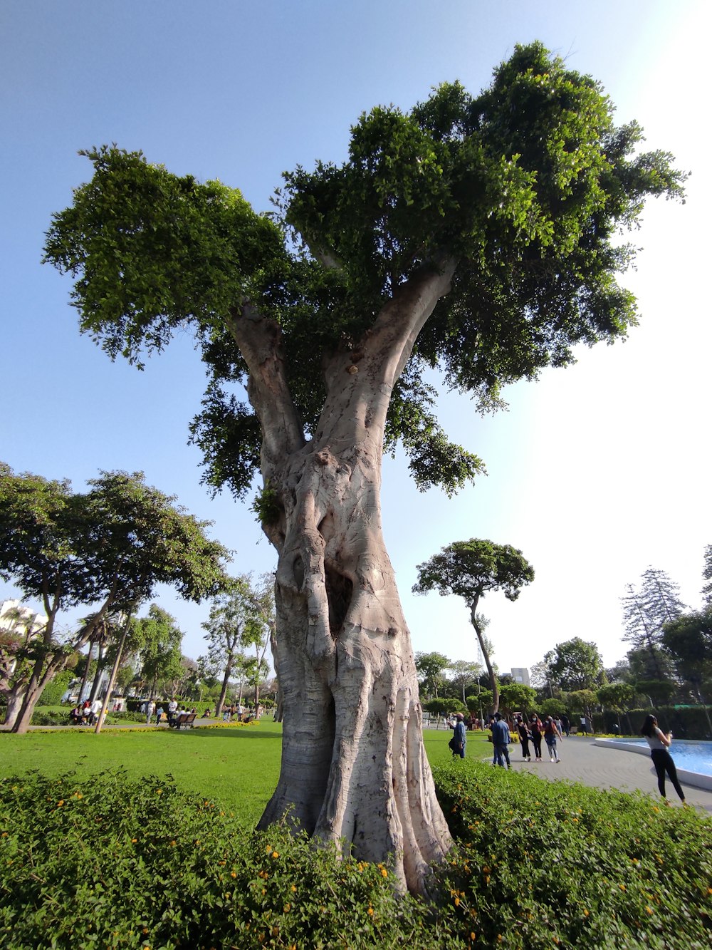 a large tree that is in the middle of a park