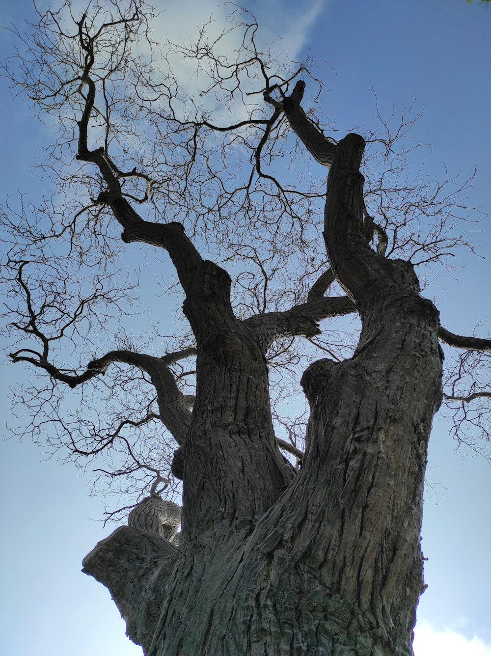 a very tall tree with no leaves on it