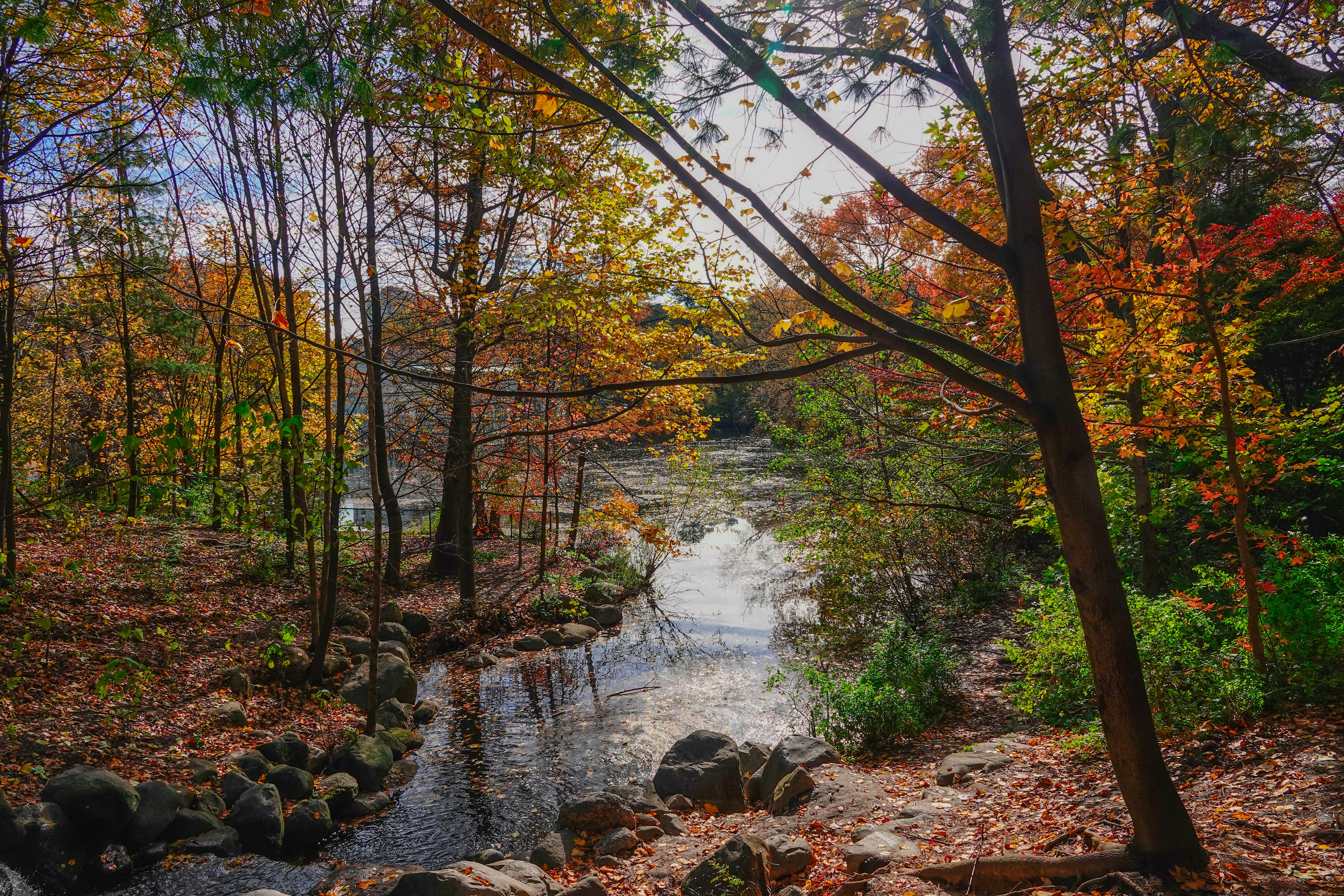 A river running through a forest filled with lots of trees photo – Free ...