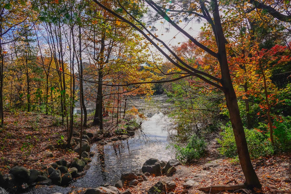 a river running through a forest filled with lots of trees