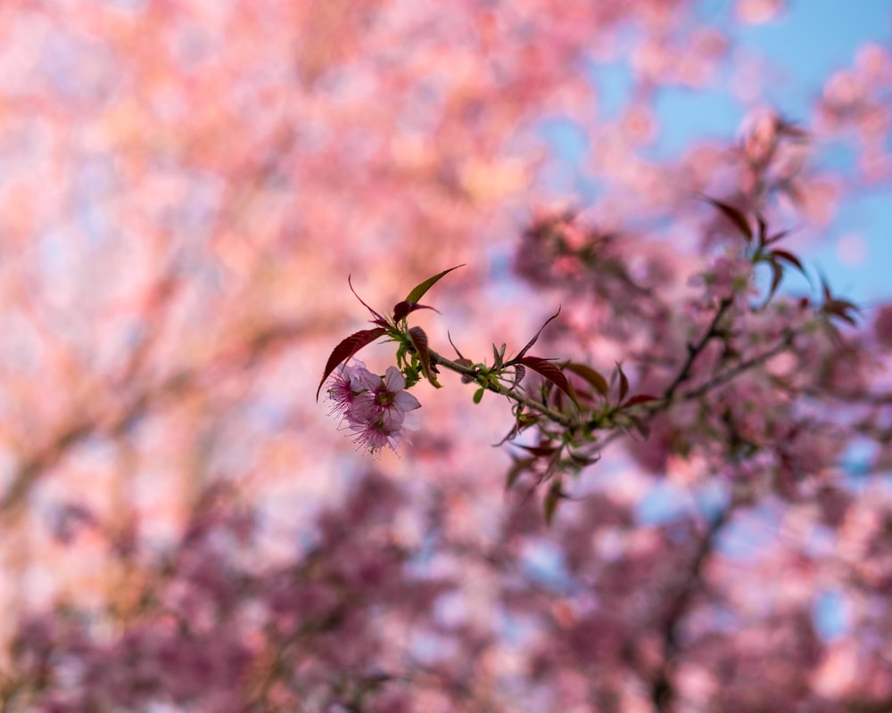 a tree with pink flowers in the foreground and a blue sky in the background