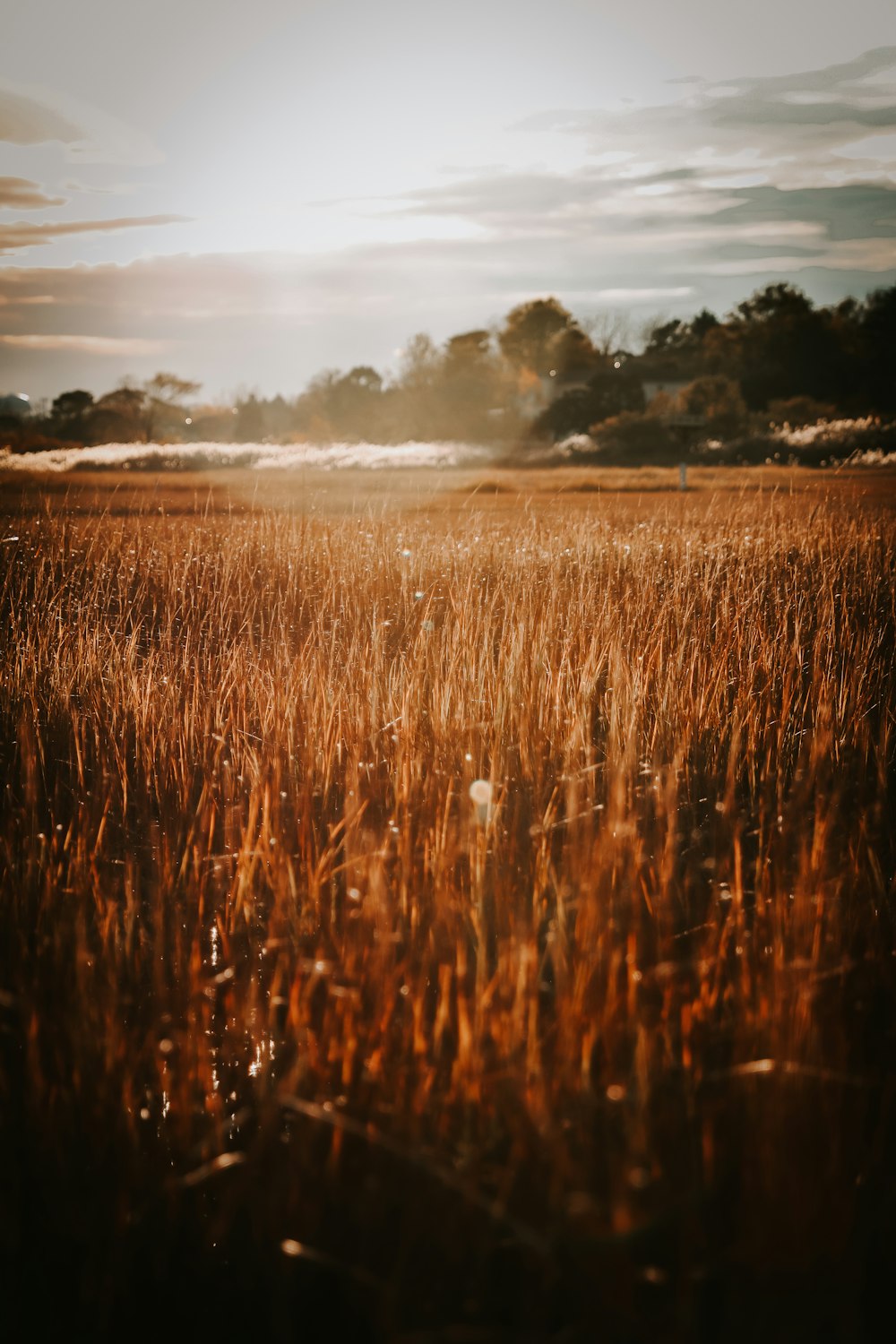 a field of tall brown grass under a cloudy sky