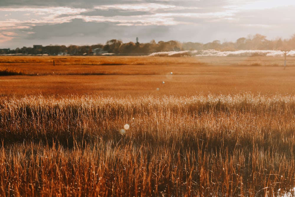 a field of tall grass with a sky in the background