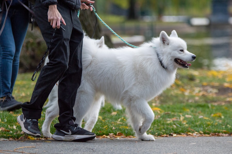A white dog walking calmly on a loose leash beside its owner