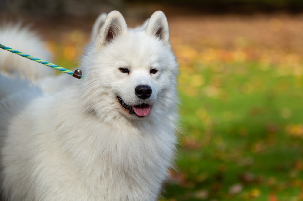a close up of a dog on a leash