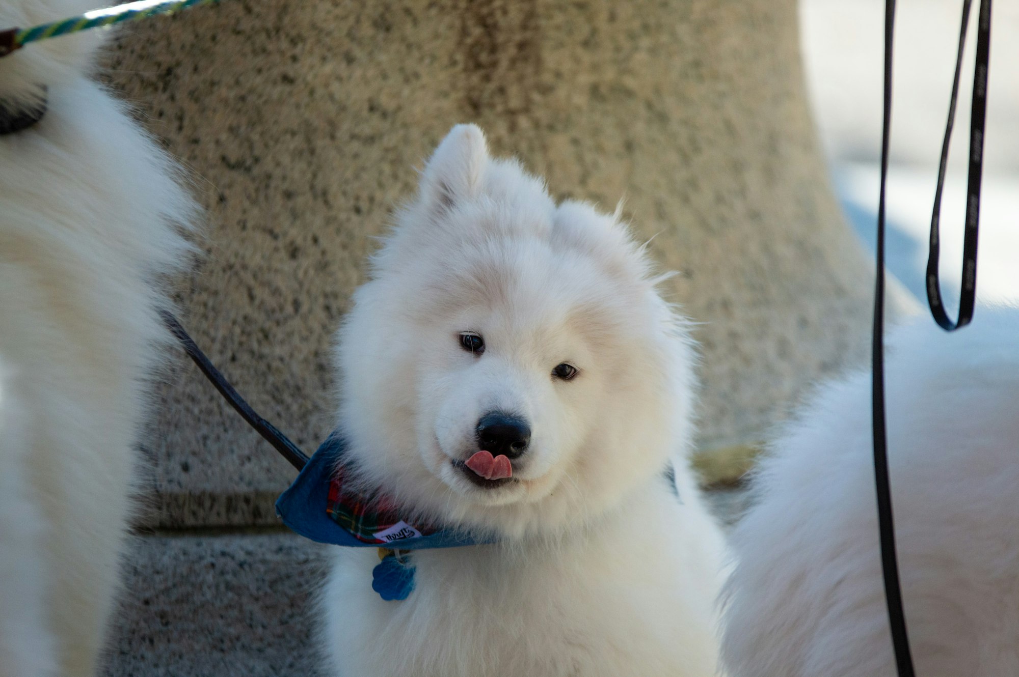 Big Fluffy Dogs