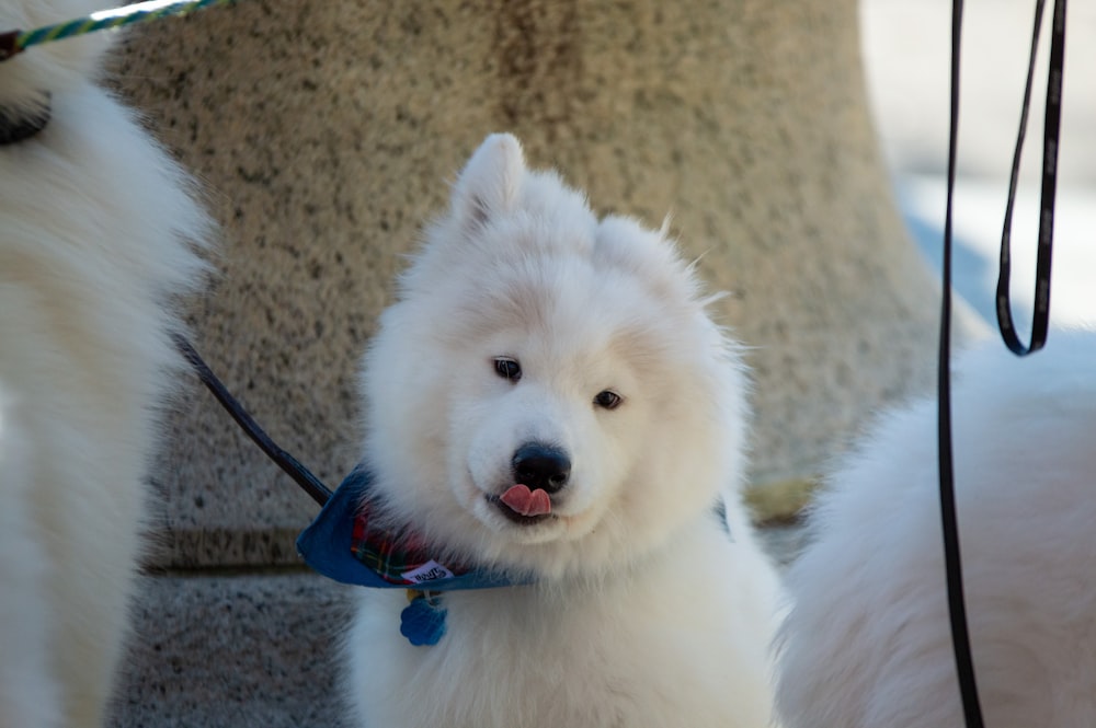 a close up of a white dog on a leash