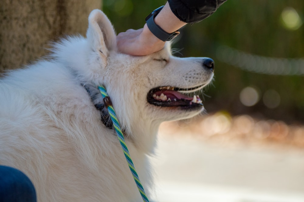 a white dog is being petted by a person