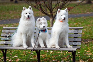 three white dogs sitting on a park bench