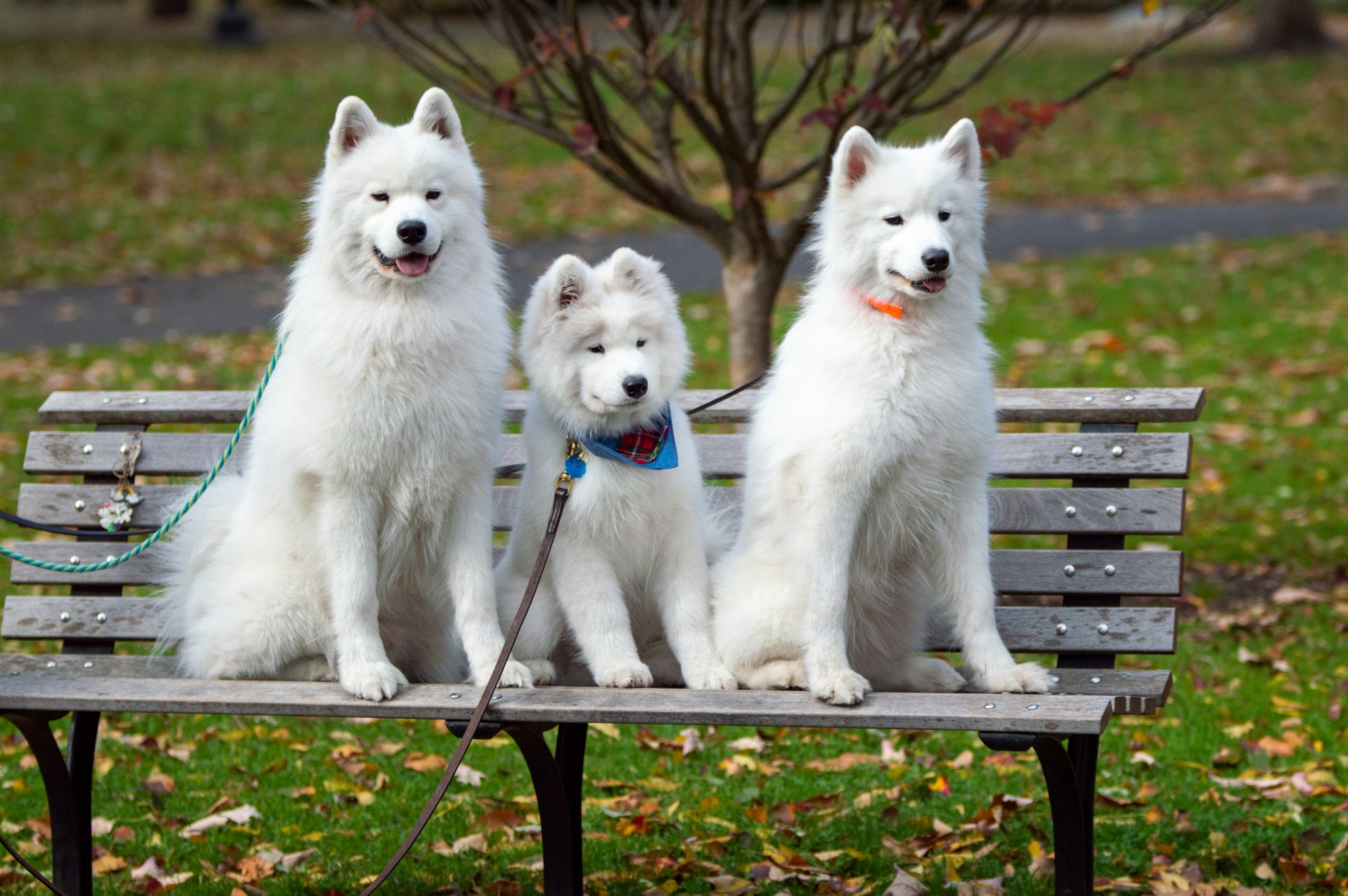 three white Samoyed dogs sitting on a park bench
