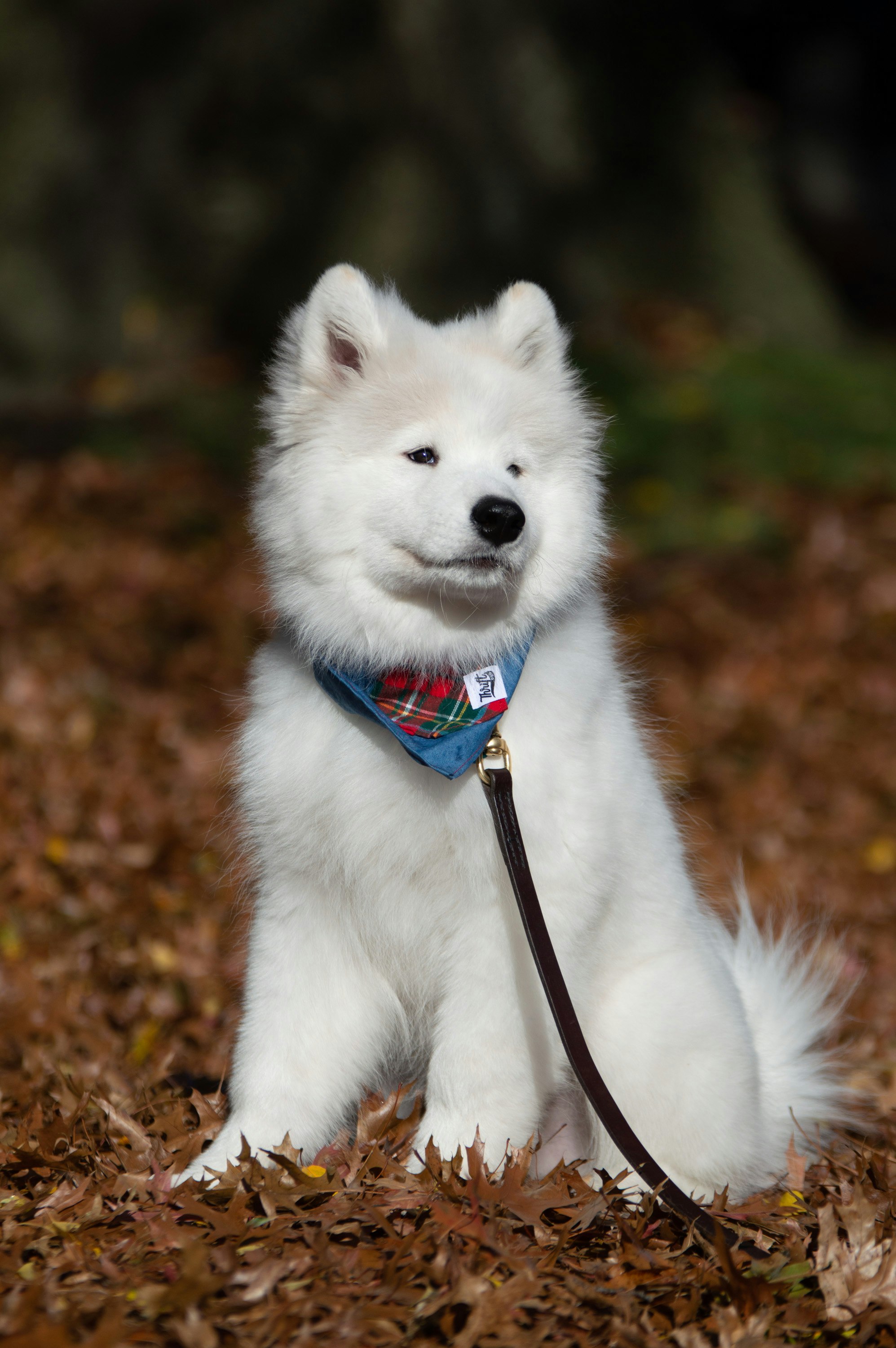 a small white Samoyed puppy sitting on top of a pile of leaves