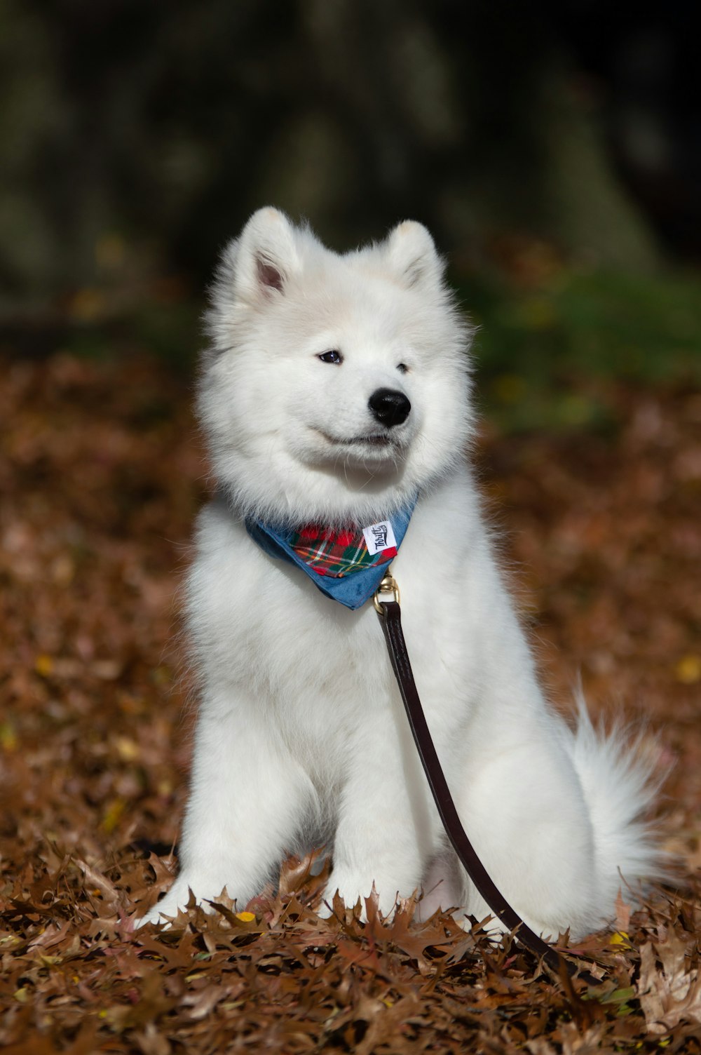 a small white dog sitting on top of a pile of leaves