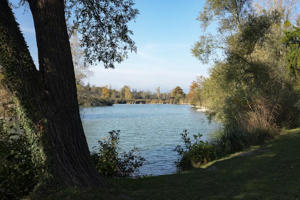 a large body of water surrounded by trees