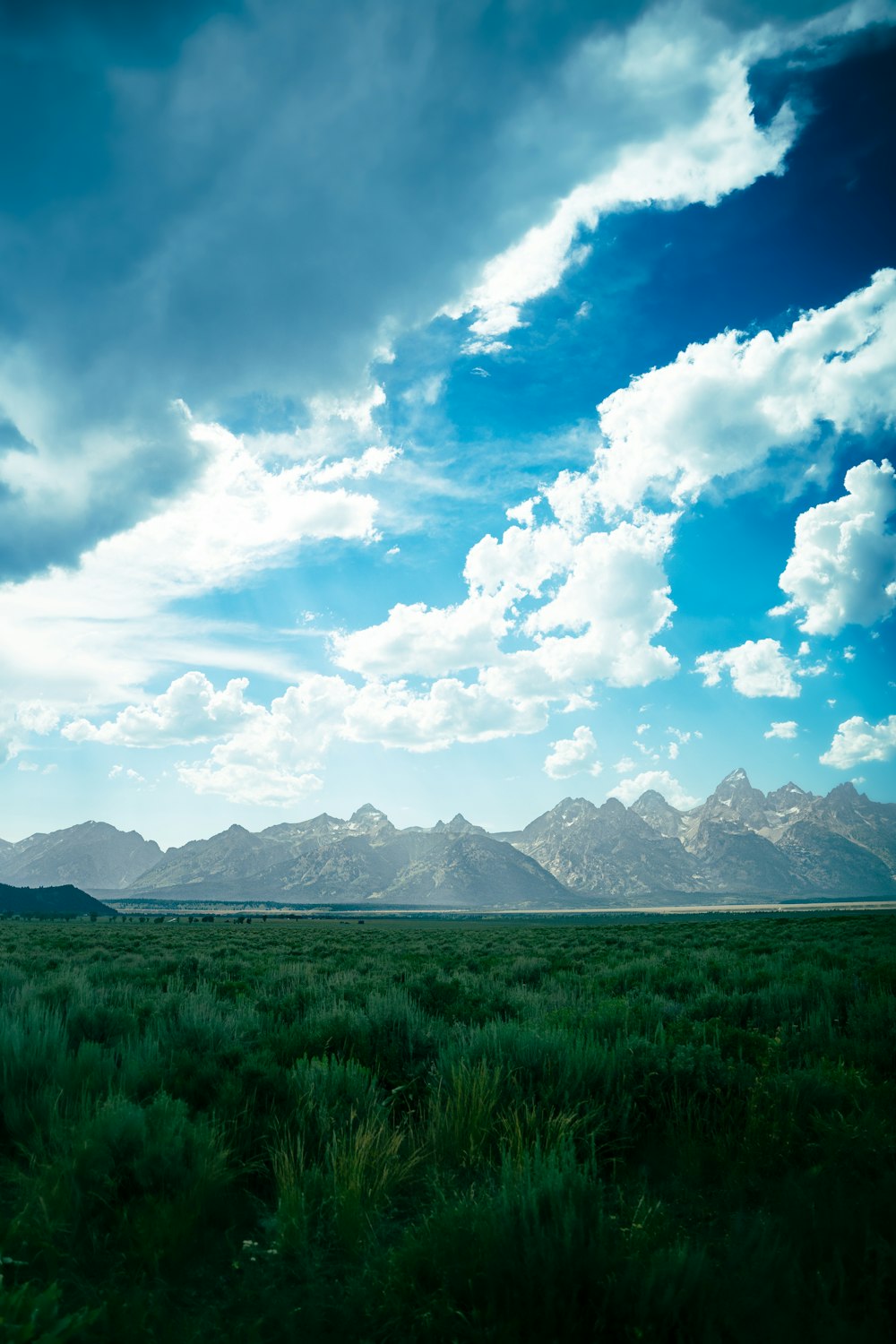 a grassy field with mountains in the background