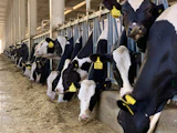Vaches laitières dans une étable