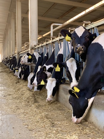 a herd of cows standing next to each other in a barn