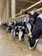 a herd of cows standing next to each other in a barn
